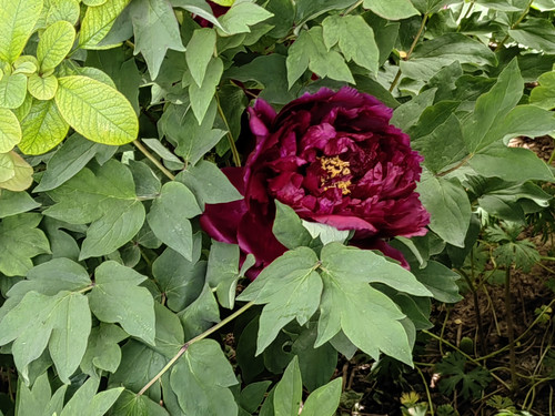 IMG 20230415 104609.jpg