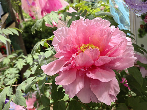 IMG 20230415 103114.jpg