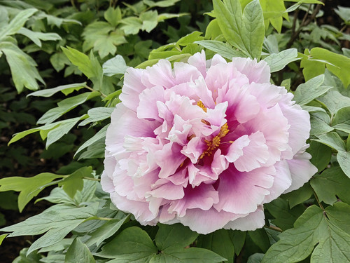 IMG 20230415 103506.jpg