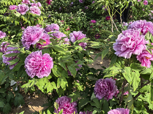 IMG 20250412 161135.jpg