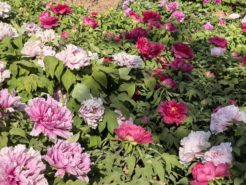 IMG 20250412 154640.jpg