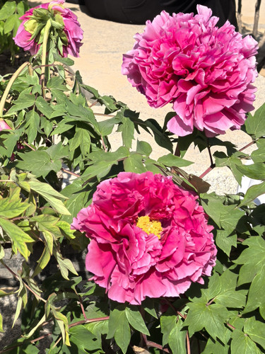 IMG 20250412 152515.jpg