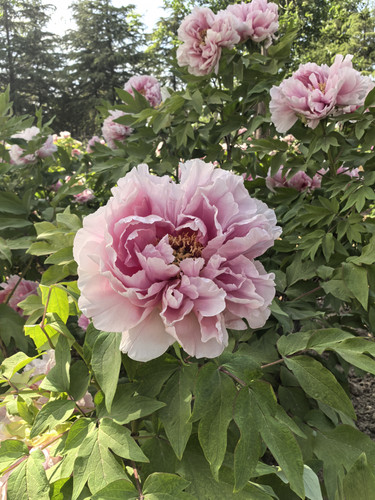 IMG 20250412 151759.jpg