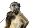 pngwing.com.png