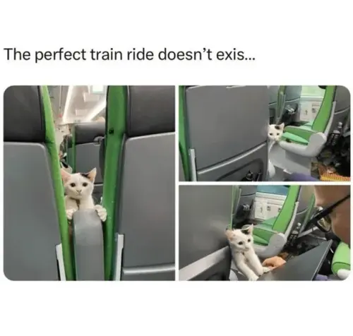 train rides are always better with a furry friend v0 9qg1ceup4lue1.webp