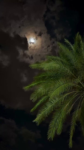 1069SpofOy 5a79a.jpg