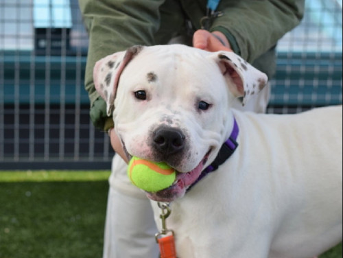 GoC9bjoaMAAx tu?format=jpg.jpg