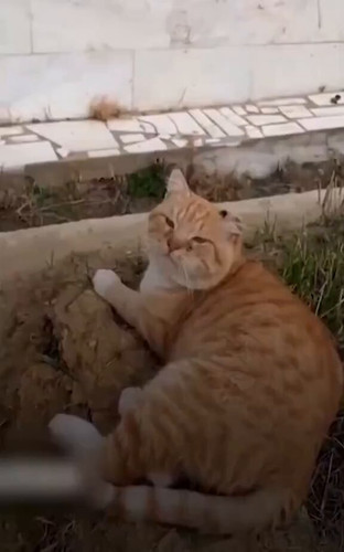 p 9VY rVHe4virN6.jpg