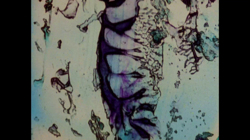 vlcsnap 2025 04 14 00h29m46s260.png