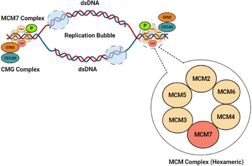Illustration of the role of MCM7 in DNA replication MCM7 forms a hexameric ring with the.png