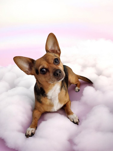 Photoroom 20250413 192601.jpg