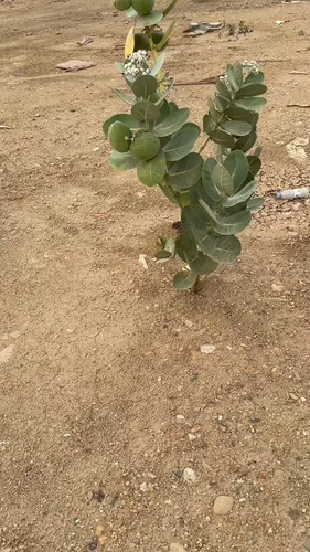 rIykWyaqMJ sflZZ.jpg