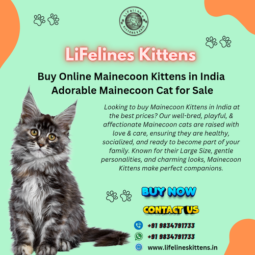Purebred Mainecoon Kittens for Sale.png