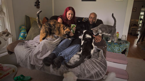 pets.2025.1080p.web.hevc.x265.rmteam.mkv snapshot 00.15.08.041.png