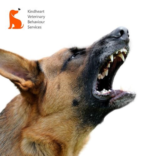 Understanding & Managing Aggressive Dog Behavior in Victoria.jpg