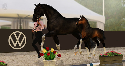 Grace Frühlingsfohlenshow BE.jpg