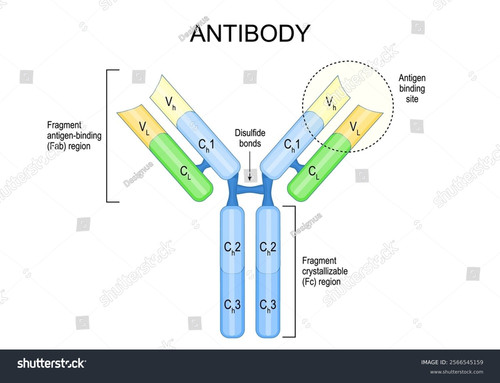 stock vector antibody anatomy immunoglobulin structure adaptive immune response vector poster illust.jpg