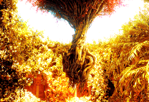 tumblr 5cf78bb29c07a0259de736338100f73c 79f53e15 540.gif