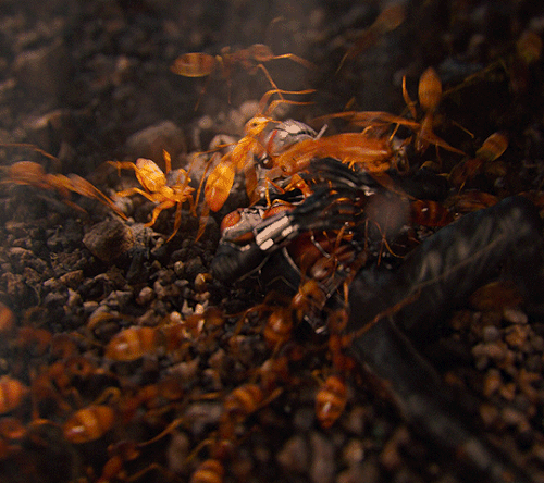 tumblr 940a4e700026f1ada280eee5aead2715 39aa9d55 540.gif