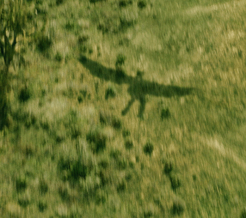 tumblr 953d6e9183688d76dd7586e0de92f1c6 da4acd3a 540.gif