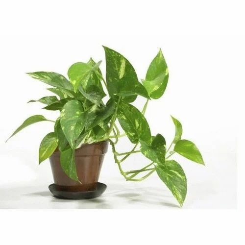 money plant 500x500.jpg