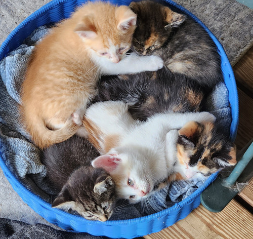 500121928 10232187389485773 6777616786416546310 n.jpg