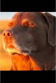 dog in sun meme.jpg