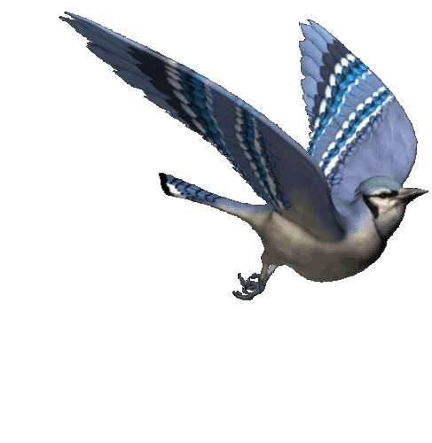 cartoon bird.gif