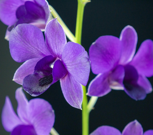 orchid 4507088 1920.jpg