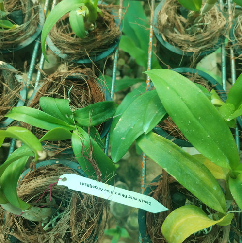 IMG 20241128 101203.jpg