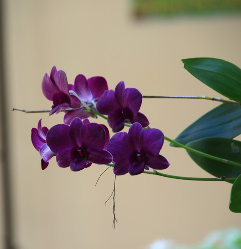 Beautiful orchid flower tree.jpg