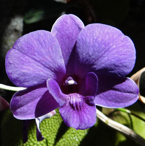 orchid 172206 1920.jpg