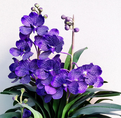 Beautiful violet or purple orchid blooming and green leaves isolated on white wall with copy space. .jpg