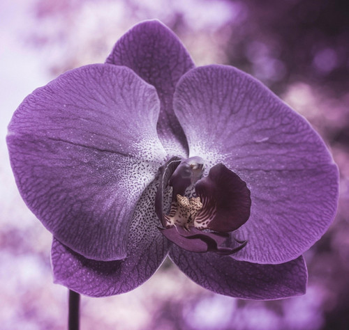 purple 6080369 1920.jpg