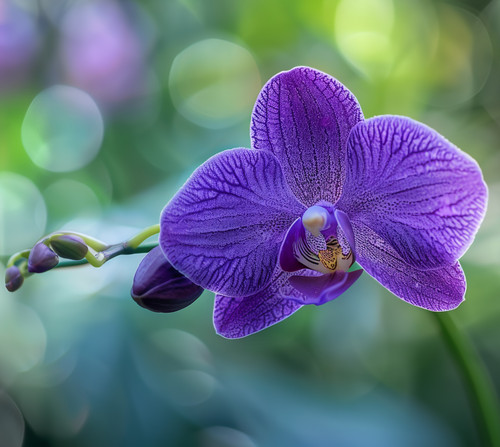 A purple orchid with a green background.jpg