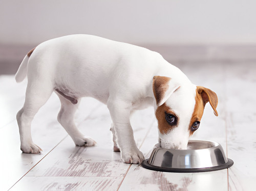 What is healthy food for your family member dogs?.jpg