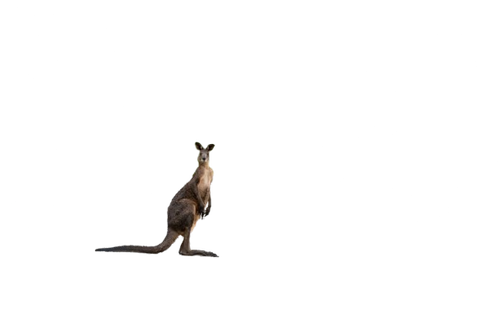 kangroo.png