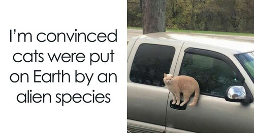 funny cute cat memes jokes fb46 png 700.jpg