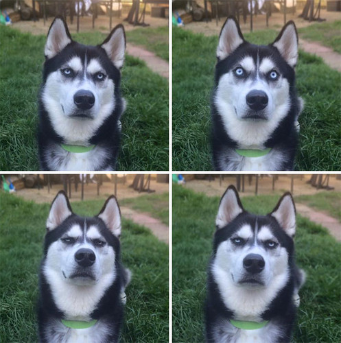 cute huskies 23 5aaa67e9720d9 700.jpg