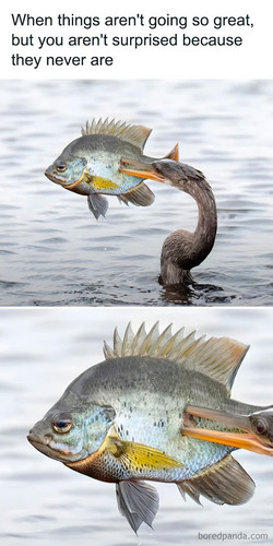 50 Funny Photos That Show Birds Being Jerks For Absolutely No Reason (New Pics).jpg