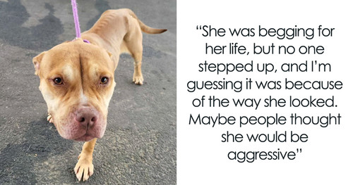 rescued exhausted shelter dog finally gets new loving family coverimage.jpg