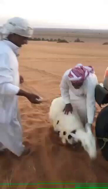 B8Z4AHF DBUpGAql.jpg