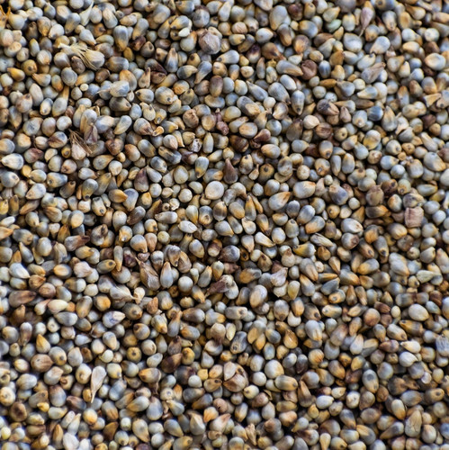 bajra 5324228 1920.jpg