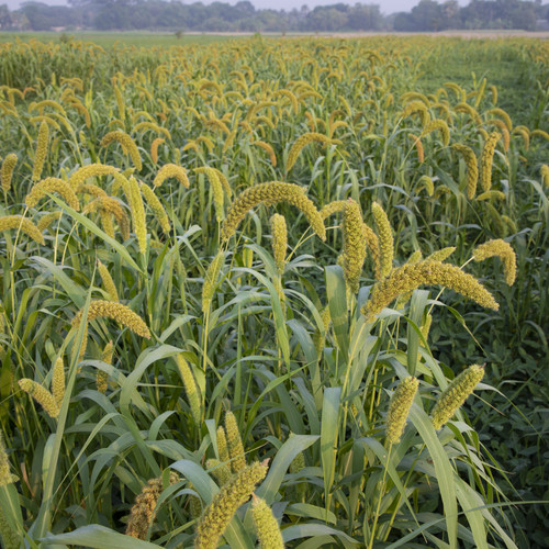 Raw Ripe millet crops in the field.jpg