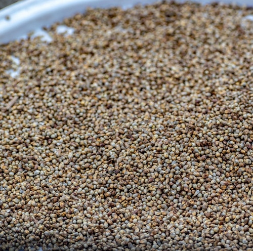 bajra 6933107 1920.jpg