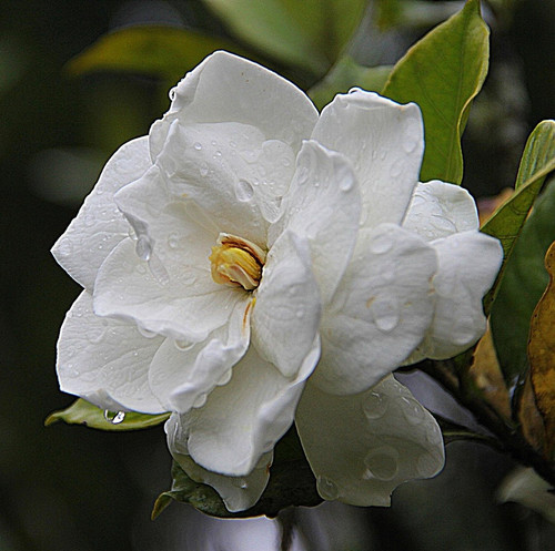 gardenia 178719 1920.jpg