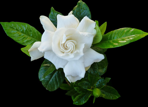 gardenia 3908220 1920.jpg