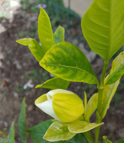 gardenia 2266192 1920.jpg