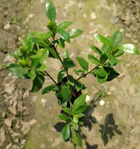 IMG 20250316 112335.jpg