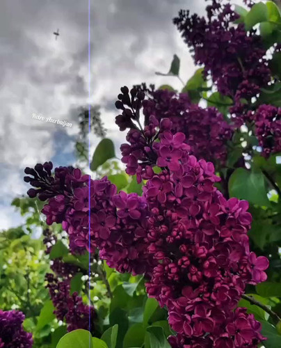 j5aeWEn47igE qGO.jpg